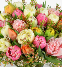 Load image into Gallery viewer, Tulip Fancy
