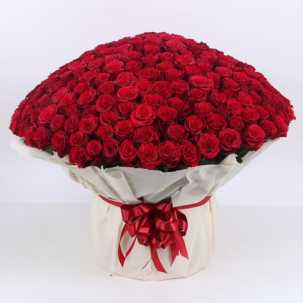 500 Premium long stem red roses