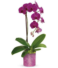 Orchid plant with pot